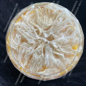 Chân yến - Chân rìa lớn nhiều sợi - cần giờ