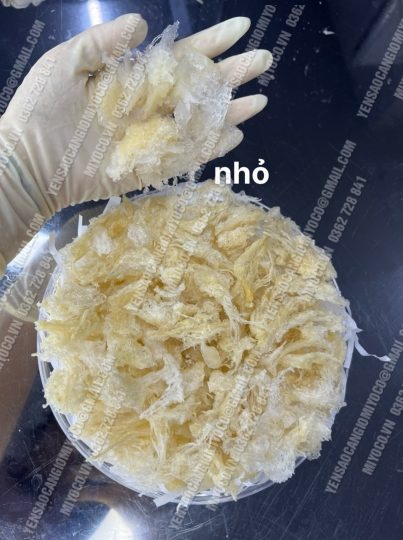 Chân yến Cần Giờ rìa nhỏ giòn sực ngon