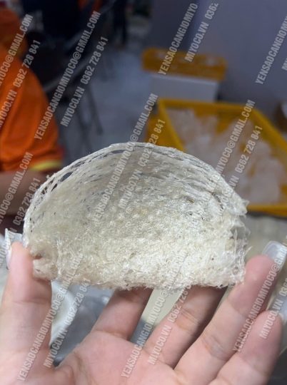 Yến rút lông xương - cần giờ - tổ đẹp nhất - Ảnh 11